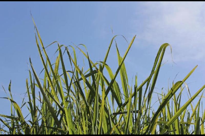 Finaliza la zafra una provincia consigue reacutecords histoacutericos