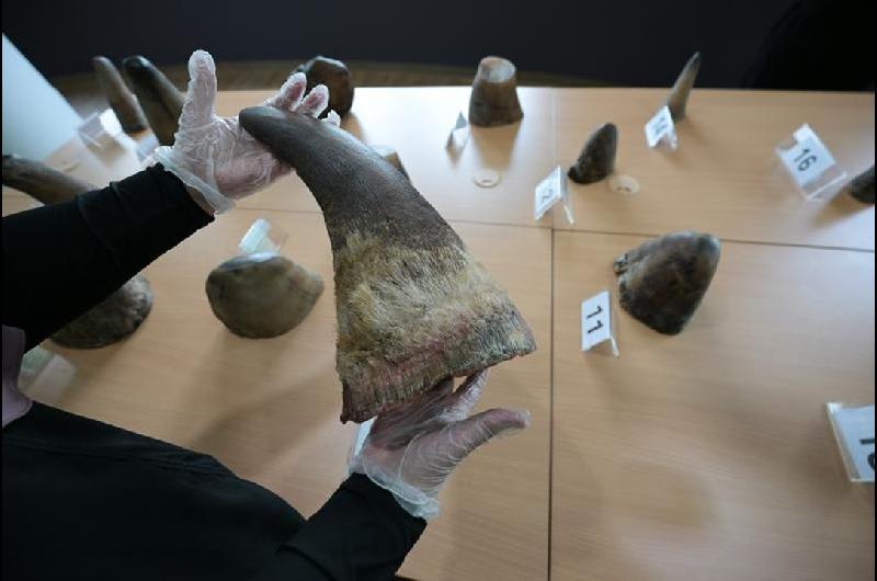 Cazadores furtivos- incautaron 20 cuernos de rinoceronte