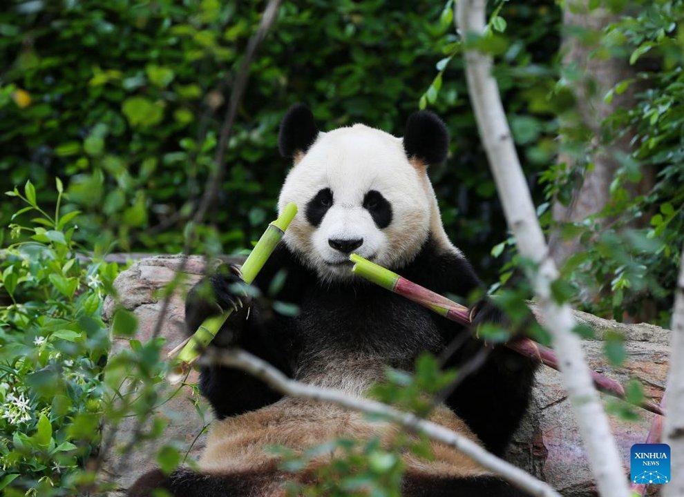 Lo maacutes tierno que vas a ver- ositos panda gigantes chinos en parques nacionales