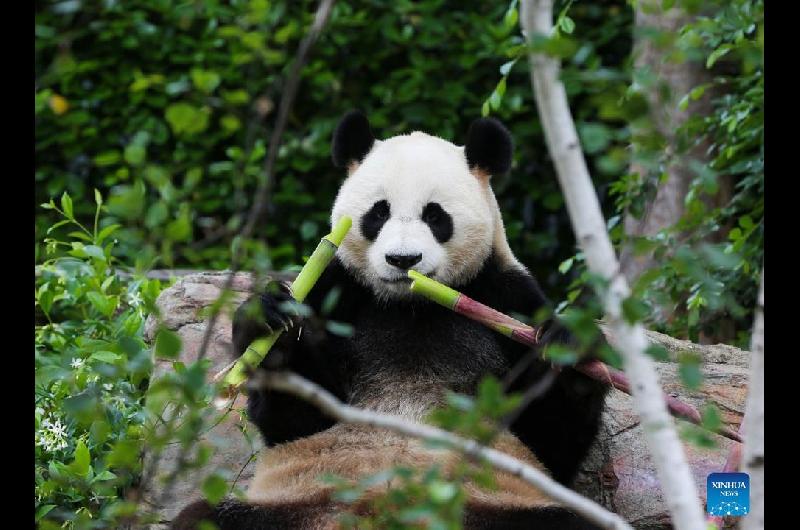 Lo maacutes tierno que vas a ver- ositos panda gigantes chinos en parques nacionales