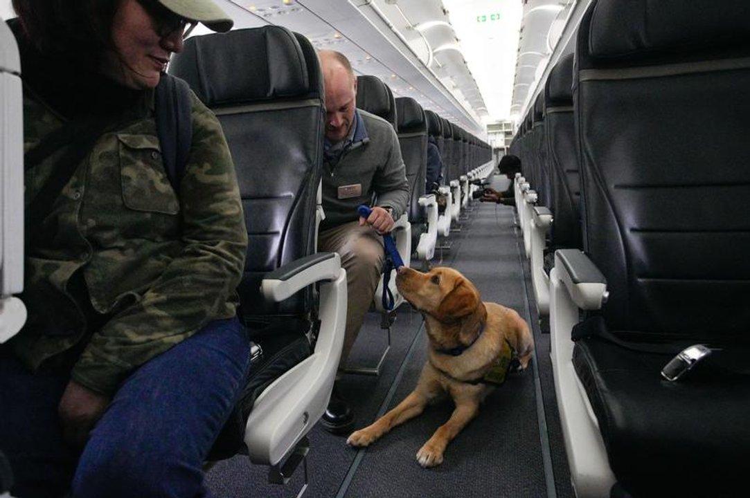 Un perro entrenado para asistir a discapacitados en aeropuertos no pudo maacutes y se echoacute en el pasillo del avioacuten