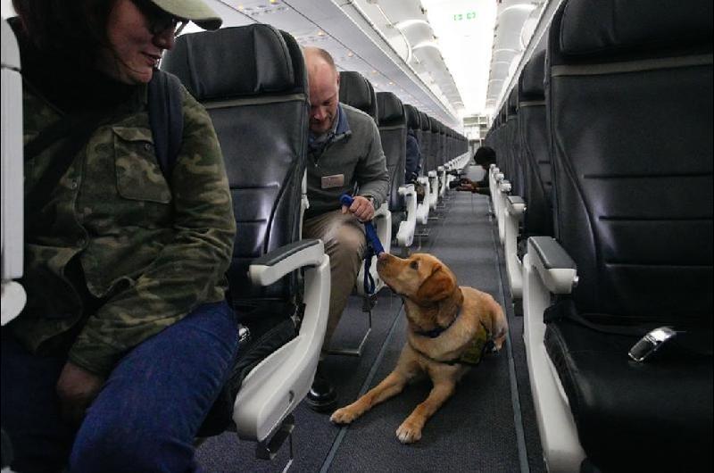 Un perro entrenado para asistir a discapacitados en aeropuertos no pudo maacutes y se echoacute en el pasillo del avioacuten
