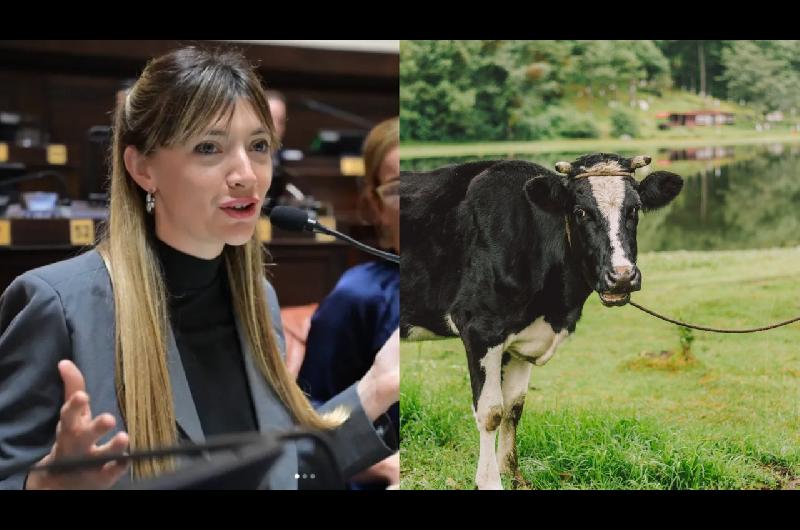 Una diputada kirchnerista quiere cobrar impuesto a los flatos y eructos de las vacas