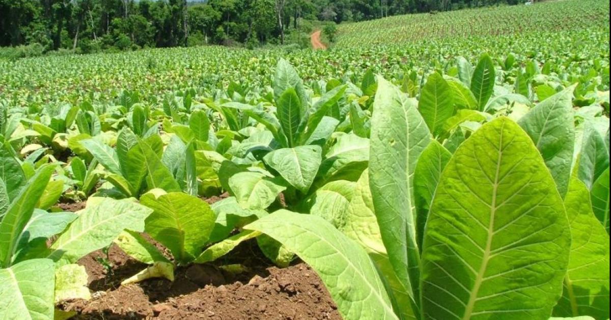 Asistencia del Gobierno a productores tabacaleros para enfrentar la cosecha