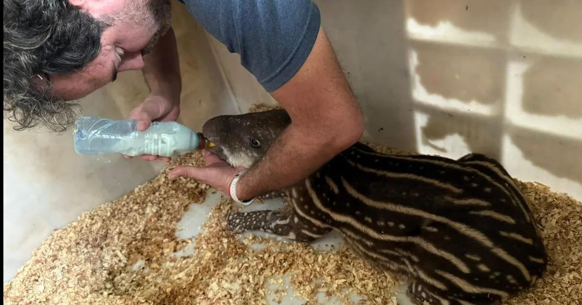 Rescataron un ejemplar de criacutea de tapir en la zona de Ledesma