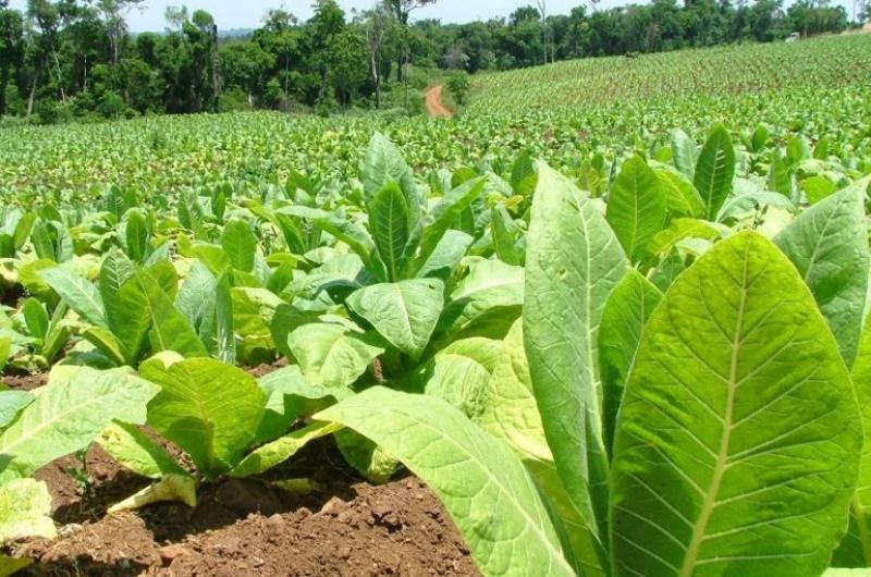 Asistencia del Gobierno a productores tabacaleros para enfrentar la cosecha