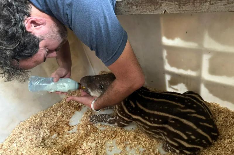 Rescataron un ejemplar de criacutea de tapir en la zona de Ledesma