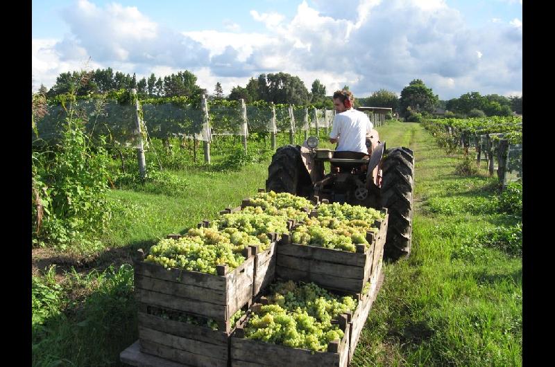 Una cooperativa vitiviniacutecola clave quedoacute en la mira de la Justicia mendocina