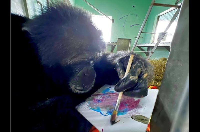 Chimpanceacutes rescatados exponen sus cuadros en el Spectrum Miami