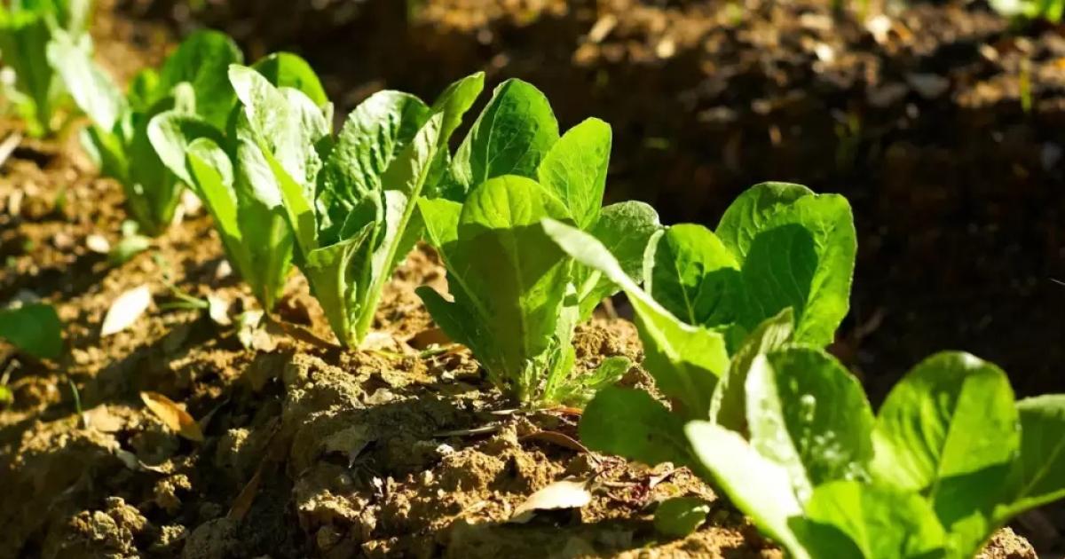 Trabajamos para sobrevivir no hay ganancias