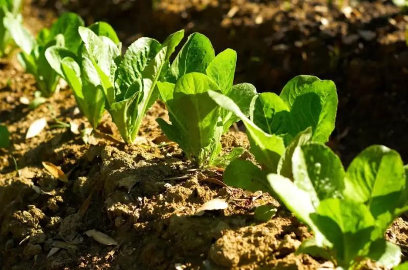 Trabajamos para sobrevivir no hay ganancias