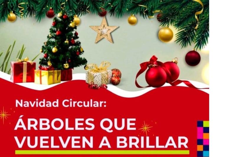 Campantildea Arboles que vuelven a brillar