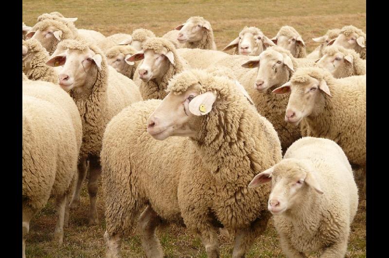 El SENASA declaroacute alerta sanitaria por sarna ovina en siete departamentos de Chubut