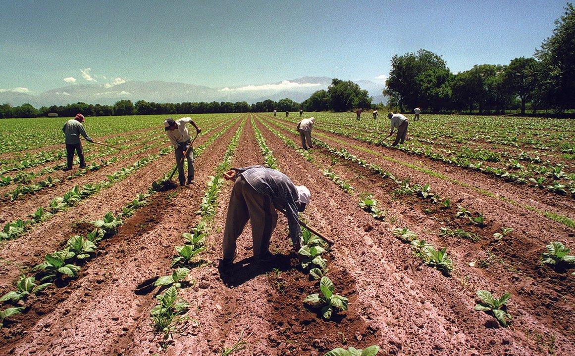 Fijan nuevas remuneraciones para trabajadores agrarios de Mendoza y San Juan