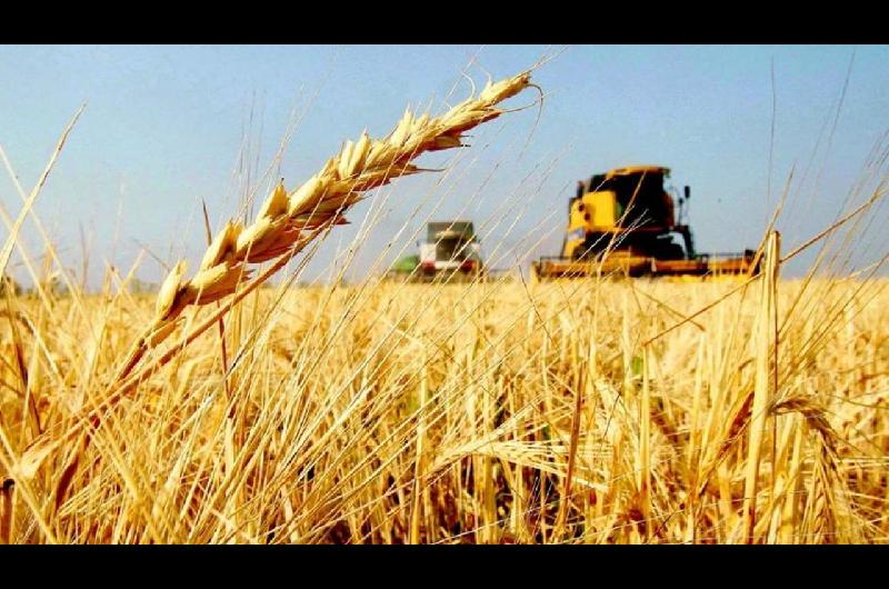 Preveacuten una cosecha reacutecord de trigo en la campantildea 202526 pese a los precios internacionales bajos