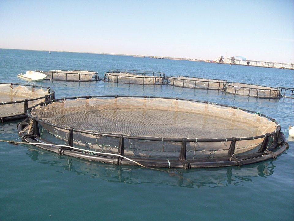 La Legislatura de Tierra del Fuego aproboacute la ley de acuicultura sostenible