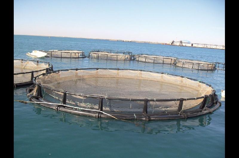 La Legislatura de Tierra del Fuego aproboacute la ley de acuicultura sostenible