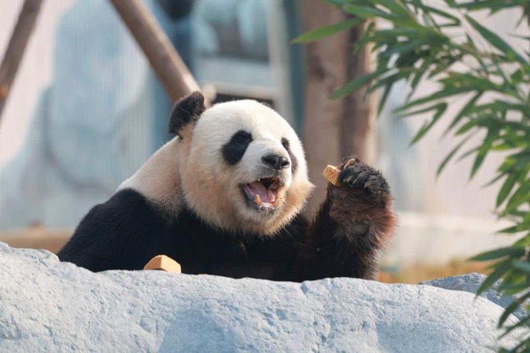 La nueva base de pandas en China recibioacute a maacutes de 6000 visitantes en su debut