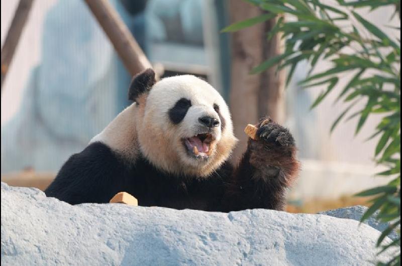 La nueva base de pandas en China recibioacute a maacutes de 6000 visitantes en su debut