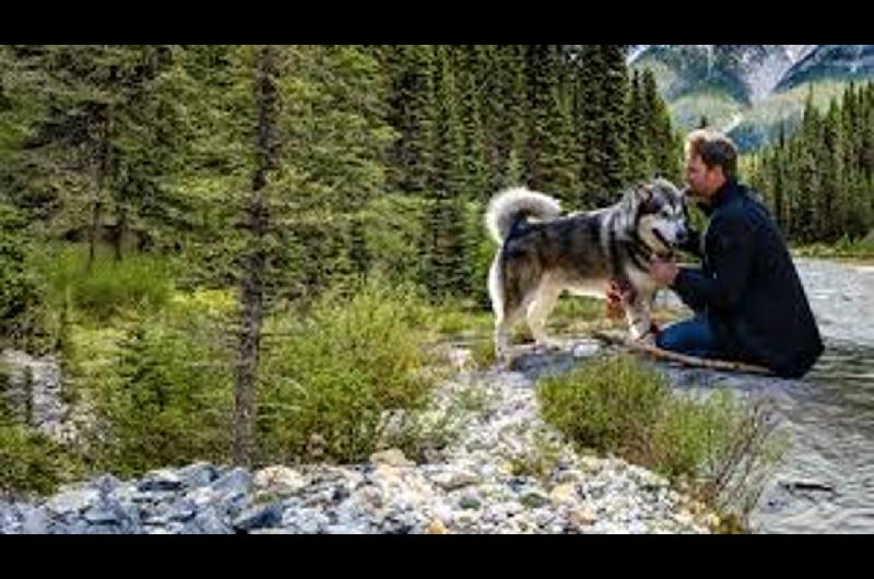 La emotiva peliacutecula que arrasa en Netflix- de queacute trata ldquoSobreviviendo el camino a casardquo