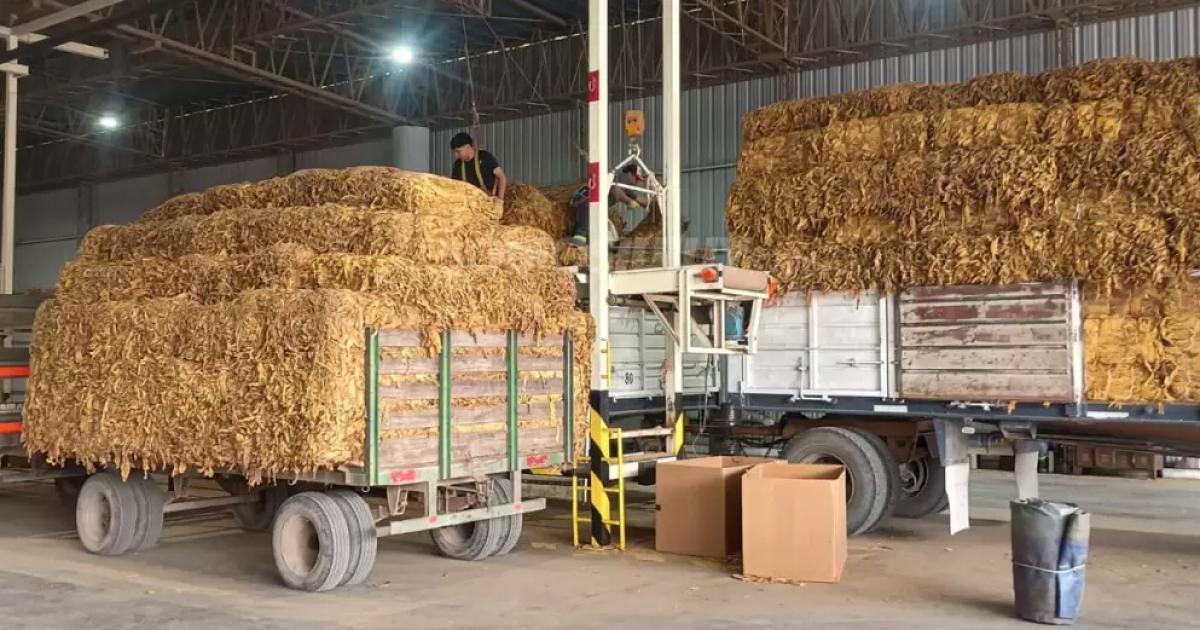 Arrancoacute el acopio de tabaco 2026 en Jujuy con alto volumen 