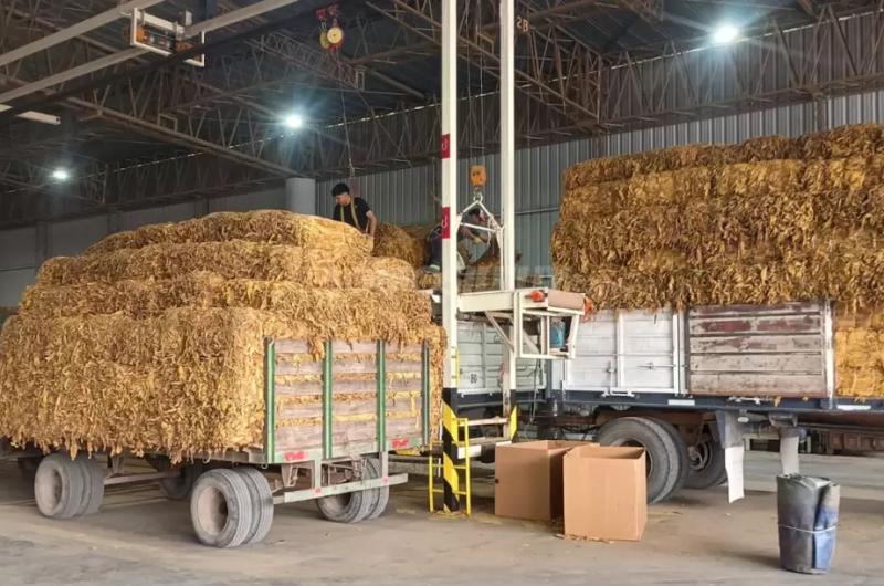 Arrancoacute el acopio de tabaco 2026 en Jujuy con alto volumen 