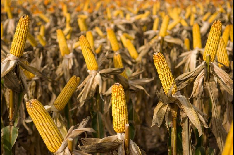 Proyectan una cosecha reacutecord de 62 millones de toneladas de maiacutez