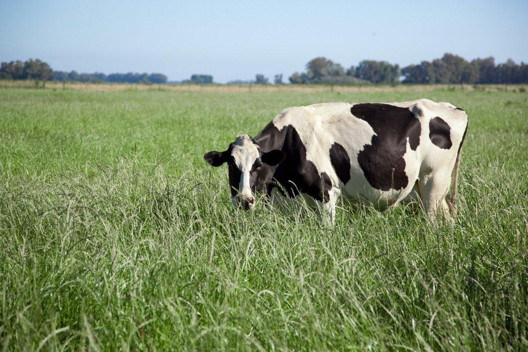 La produccioacuten de leche crecioacute 97-en-porciento- en 2025 y alcanzoacute el mayor volumen en 10 antildeos