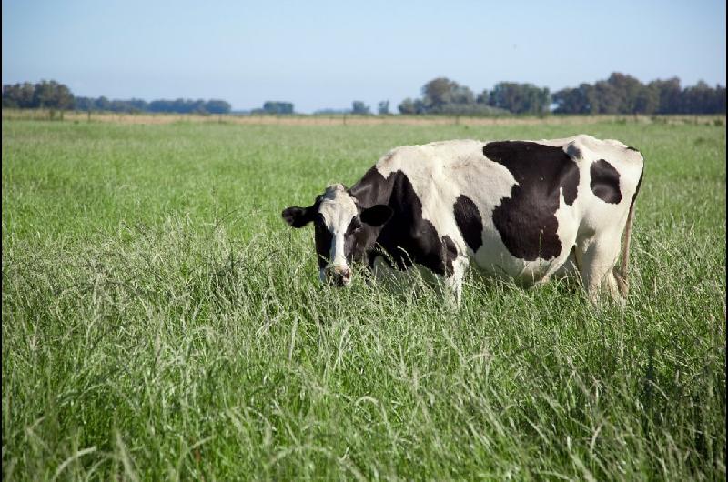 La produccioacuten de leche crecioacute 97-en-porciento- en 2025 y alcanzoacute el mayor volumen en 10 antildeos