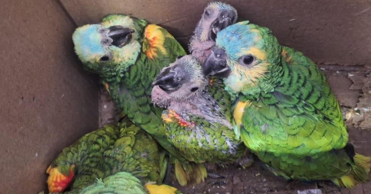 Nuevo rescate de fauna silvestre en la provincia