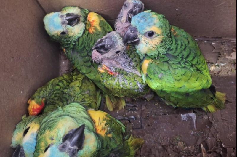 Nuevo rescate de fauna silvestre en la provincia