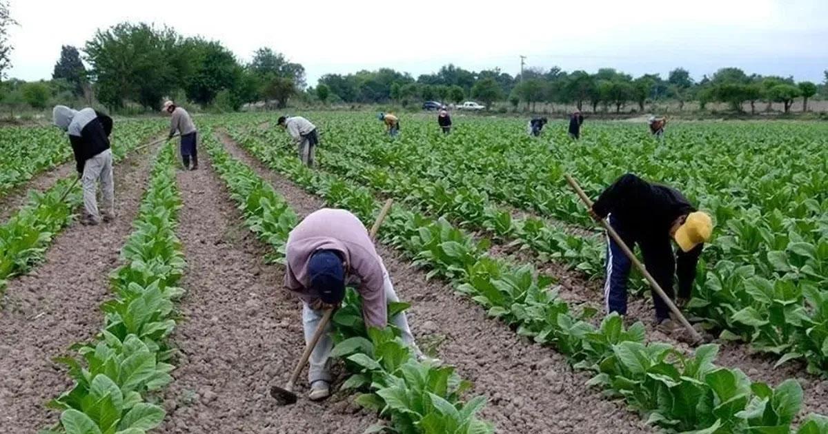 El Gobierno acreditaraacute fondospara productores tabacaleros