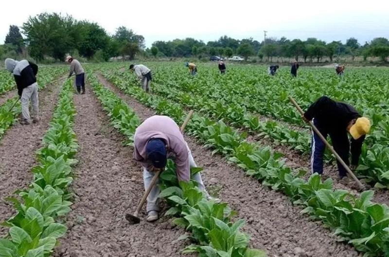 El Gobierno acreditaraacute fondospara productores tabacaleros