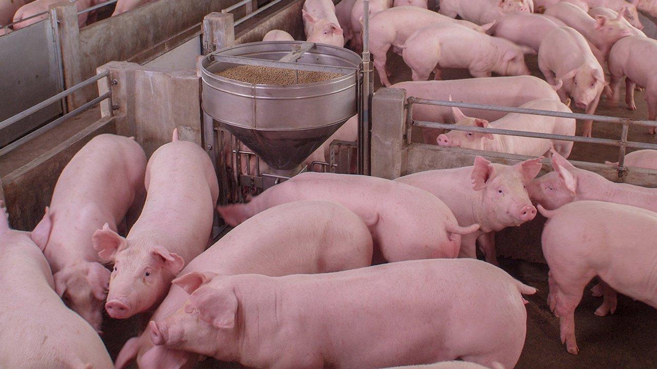 El sector porcino crece como sustituto de la carne vacuna y cerroacute el 2025 con reacutecord de faena y consumo