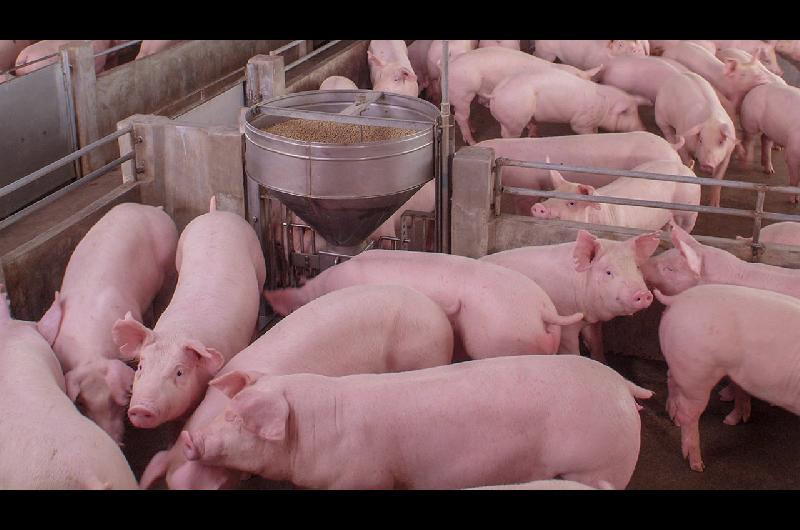 El sector porcino crece como sustituto de la carne vacuna y cerroacute el 2025 con reacutecord de faena y consumo