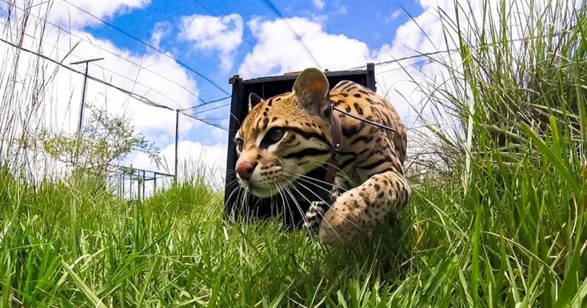 Desde Jujuy trasladaron a Messi el ocelote que llegoacute al Parque Iberaacute