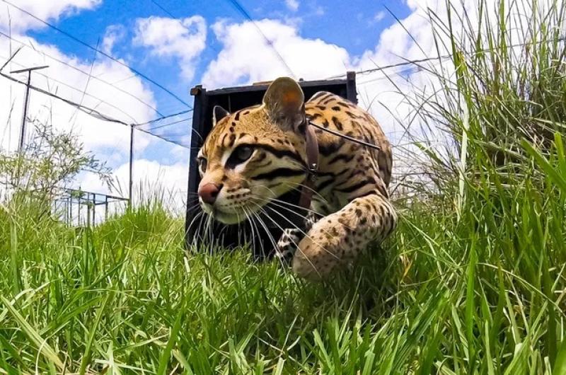 Desde Jujuy trasladaron a Messi el ocelote que llegoacute al Parque Iberaacute