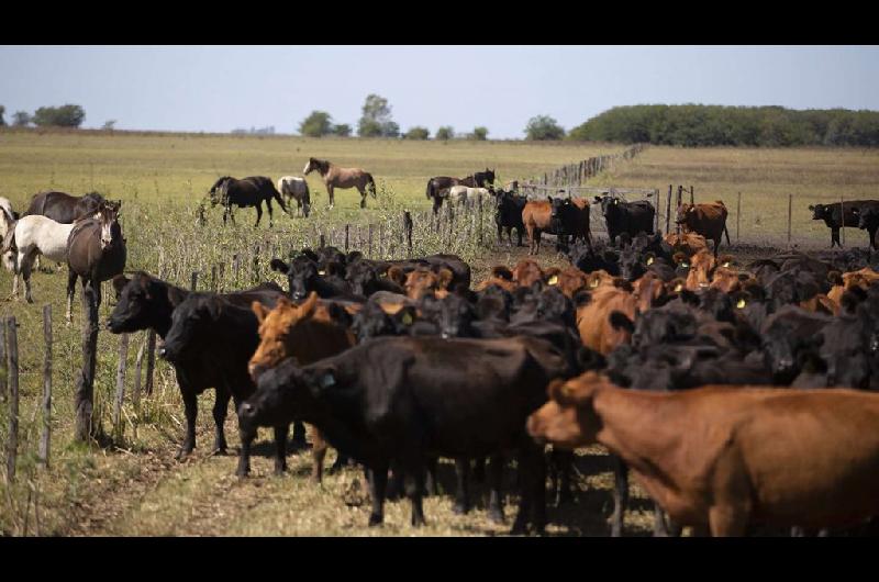 La exportacioacuten de carne absorbe maacutes de la mitad del ganado criado en corrales