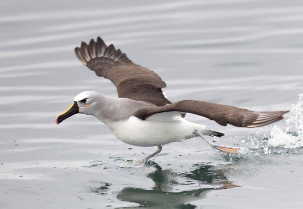 COP15- se debate en Brasil la proteccioacuten de las especies migratorias