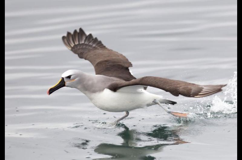 COP15- se debate en Brasil la proteccioacuten de las especies migratorias