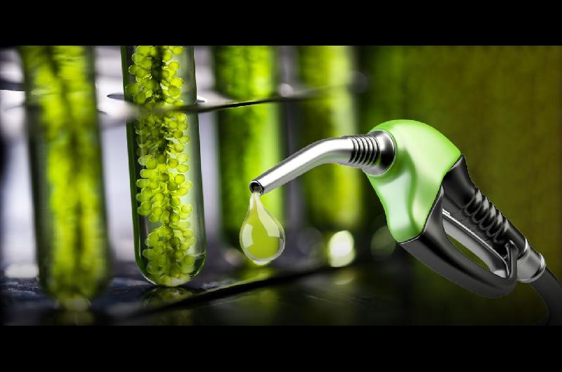 Para amortiguar el precio del petroacuteleo el Gobierno habilitoacute un mayor contenido de bioetanol en las naftas