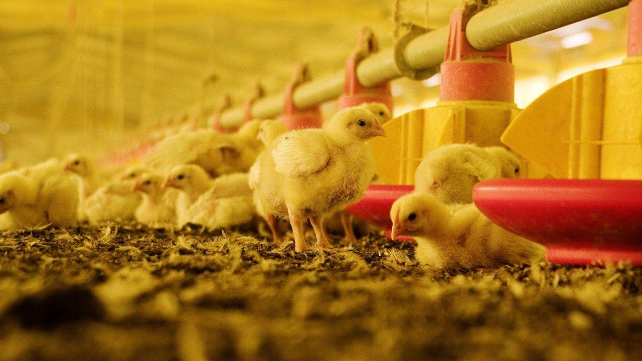 Gripe aviar- Argentina restituye su estatus de paiacutes libre del virus