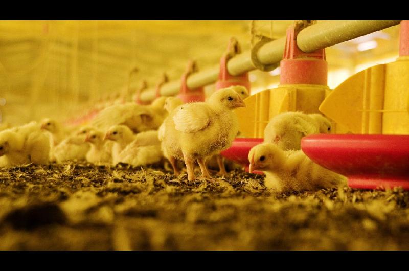 Gripe aviar- Argentina restituye su estatus de paiacutes libre del virus