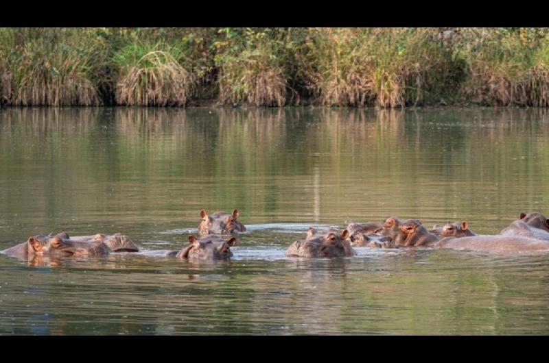 Magnate indio ofrece salvar a 80 hipopoacutetamos colombianos que el gobierno quiere sacrificar