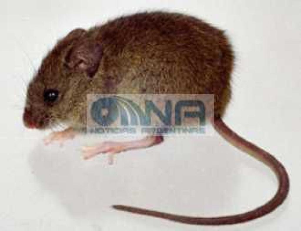 La OMS confirmoacute un segundo caso de hantavirus en el crucero 