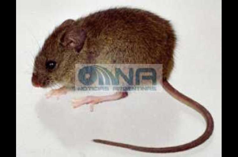La OMS confirmoacute un segundo caso de hantavirus en el crucero 