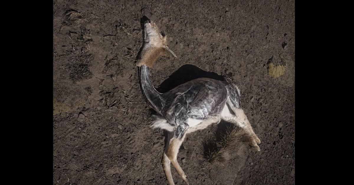 Investigan caza furtiva de vicuntildeas en Reserva Provincial Altoandina