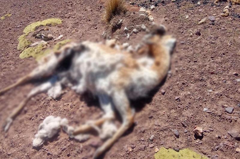 Investigan caza furtiva de vicuntildeas en Reserva Provincial Altoandina