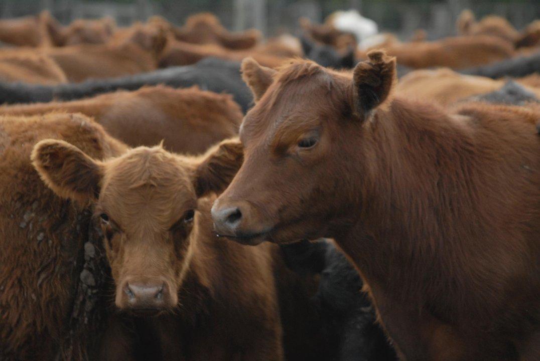 La faena vacuna cayoacute al nivel maacutes bajo en deacutecadas y el consumo de carne por habitante sigue en descenso