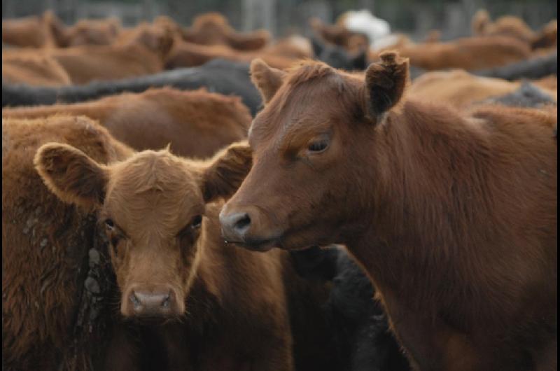 La faena vacuna cayoacute al nivel maacutes bajo en deacutecadas y el consumo de carne por habitante sigue en descenso